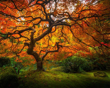 Load image into Gallery viewer, Tree of Perspective
