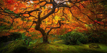 Load image into Gallery viewer, Tree of Perspective
