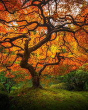 Load image into Gallery viewer, Tree of Perspective Vertical

