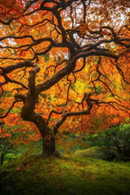 Load image into Gallery viewer, Tree of Perspective Vertical

