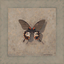Load image into Gallery viewer, Become Monarch
