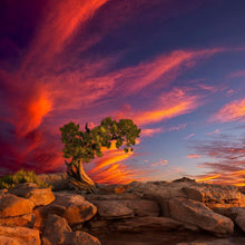 Load image into Gallery viewer, Moab Morning
