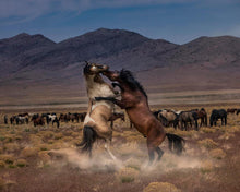 Load image into Gallery viewer, Desert Duel
