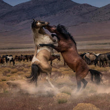 Load image into Gallery viewer, Desert Duel
