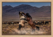 Load image into Gallery viewer, Desert Duel
