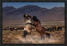 Load image into Gallery viewer, Desert Duel
