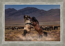 Load image into Gallery viewer, Desert Duel
