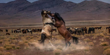 Load image into Gallery viewer, Desert Duel
