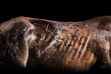 Load image into Gallery viewer, Battle Wounds
