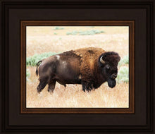 Load image into Gallery viewer, King of the Desert
