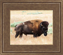 Load image into Gallery viewer, King of the Desert
