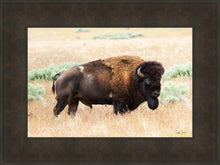 Load image into Gallery viewer, King of the Desert

