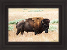 Load image into Gallery viewer, King of the Desert

