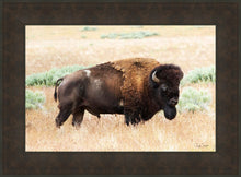 Load image into Gallery viewer, King of the Desert

