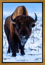 Load image into Gallery viewer, Buddy
