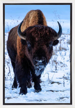Load image into Gallery viewer, Buddy
