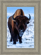 Load image into Gallery viewer, Buddy
