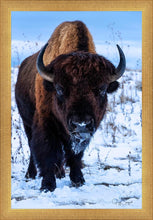 Load image into Gallery viewer, Buddy
