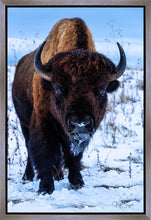 Load image into Gallery viewer, Buddy
