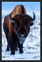 Load image into Gallery viewer, Buddy
