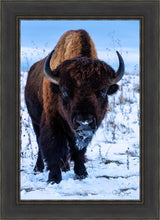Load image into Gallery viewer, Buddy
