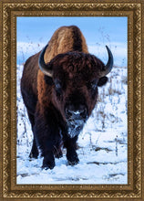 Load image into Gallery viewer, Buddy
