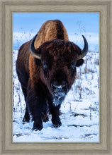 Load image into Gallery viewer, Buddy
