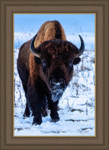 Load image into Gallery viewer, Buddy
