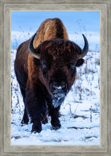 Load image into Gallery viewer, Buddy
