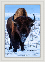 Load image into Gallery viewer, Buddy
