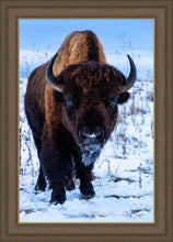 Load image into Gallery viewer, Buddy
