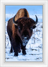 Load image into Gallery viewer, Buddy
