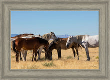Load image into Gallery viewer, Mingle
