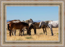 Load image into Gallery viewer, Mingle
