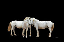 Load image into Gallery viewer, Three White Horses
