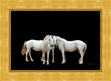 Load image into Gallery viewer, Three White Horses
