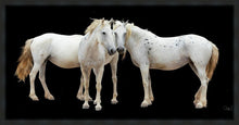 Load image into Gallery viewer, Three White Horses

