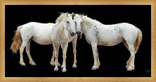 Load image into Gallery viewer, Three White Horses
