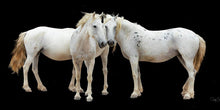 Load image into Gallery viewer, Three White Horses
