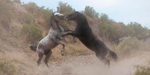 Load image into Gallery viewer, Fight In The Wash
