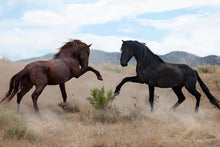 Load image into Gallery viewer, War Dance
