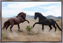 Load image into Gallery viewer, War Dance
