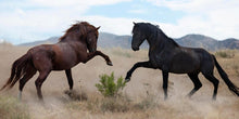 Load image into Gallery viewer, War Dance
