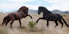 Load image into Gallery viewer, War Dance
