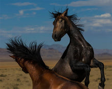Load image into Gallery viewer, Winner Takes All
