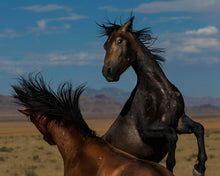 Load image into Gallery viewer, Winner Takes All
