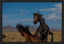 Load image into Gallery viewer, Winner Takes All
