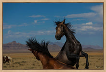 Load image into Gallery viewer, Winner Takes All
