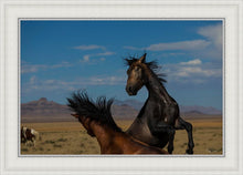 Load image into Gallery viewer, Winner Takes All
