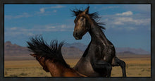 Load image into Gallery viewer, Winner Takes All

